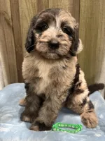 Rocky, a male Bernedoodle for sale in Orlando, FL – Photo 1 of 9