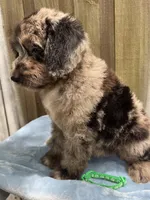 Rocky, a male Bernedoodle for sale in Orlando, FL – Photo 2 of 9