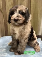 Rocky, a male Bernedoodle for sale in Orlando, FL – Photo 4 of 9