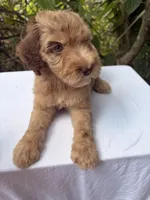 Marvin, a male Goldendoodle for sale in Orlando, FL – 1 of 5