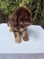 Lila, a female Goldendoodle for sale in Orlando, FL – 5 of 5