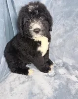 Mickey, a male Bernedoodle for sale in Orlando, FL – Photo 2 of 5