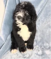 Mickey, a male Bernedoodle for sale in Orlando, FL – Photo 1 of 5