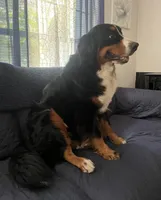 Mickey, a male Bernedoodle for sale in Orlando, FL – Photo 4 of 5