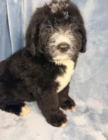 Mickey, a male Bernedoodle for sale in Orlando, FL – Photo 5 of 5
