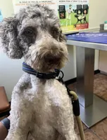 Mickey, a male Bernedoodle for sale in Orlando, FL – Photo 3 of 5