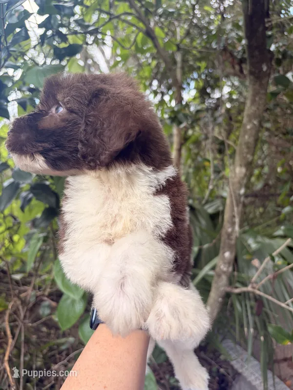 Bruno – Goldendoodle puppy for sale in Orlando, FL