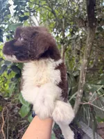 Bruno, a male Goldendoodle for sale in Orlando, FL – 1 of 4