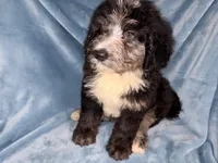 Peter, a male Bernedoodle for sale in Orlando, FL – Photo 2 of 4