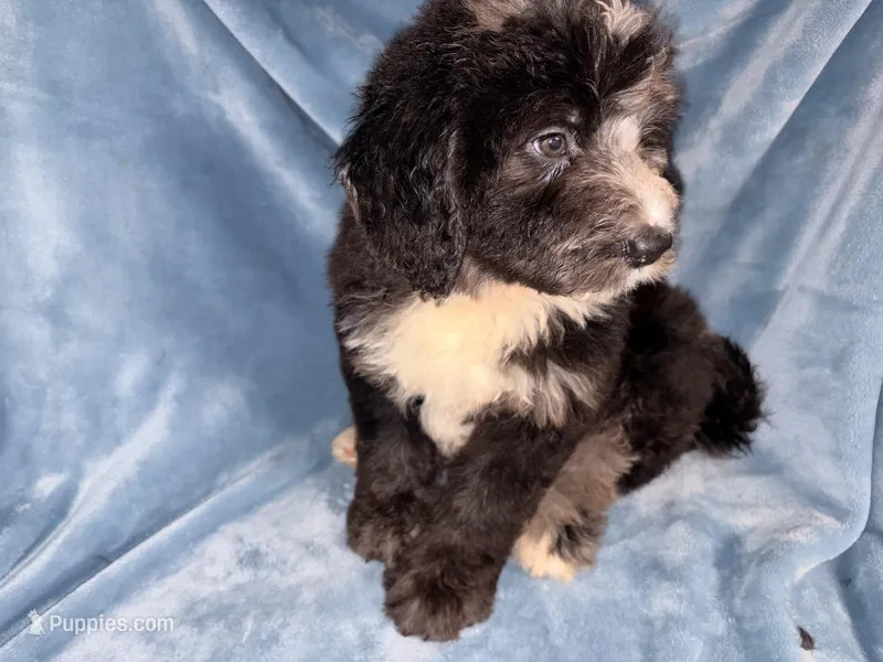 Peter – Bernedoodle puppy for sale in Orlando, FL