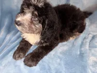Peter, a male Bernedoodle for sale in Orlando, FL – Photo 4 of 4