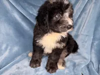 Peter, a male Bernedoodle for sale in Orlando, FL – Photo 3 of 4