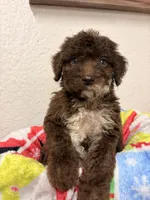 Rider, a male Goldendoodle for sale in Orlando, FL – Photo 4 of 4