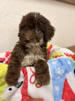 Rider, a male Goldendoodle for sale in Orlando, FL – Photo 3 of 4