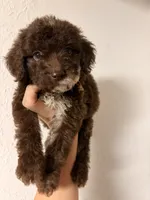 Rider, a male Goldendoodle for sale in Orlando, FL – Photo 1 of 4