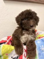 Rider, a male Goldendoodle for sale in Orlando, FL – Photo 2 of 4