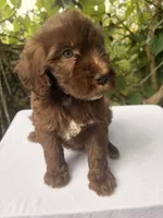 Luna , a female Goldendoodle for sale in Orlando, FL – 4 of 4
