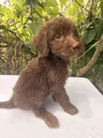 Maple, a female Goldendoodle for sale in Orlando, FL – 4 of 5