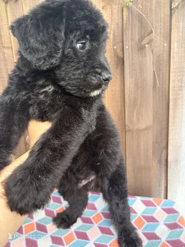 Ziggy – Bernedoodle puppy for sale in Orlando, FL