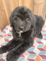 Ziggy, a male Bernedoodle for sale in Orlando, FL – Photo 4 of 4