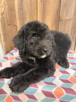 Ziggy, a male Bernedoodle for sale in Orlando, FL – Photo 3 of 4