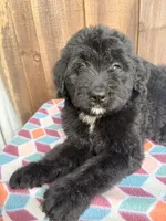 Ziggy, a male Bernedoodle for sale in Orlando, FL – Photo 2 of 4