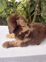 Lila, a female Goldendoodle for sale in Orlando, FL – 4 of 5