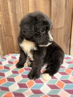Bernie, a male Bernedoodle for sale in Orlando, FL – Photo 3 of 4