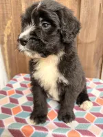 Bernie, a male Bernedoodle for sale in Orlando, FL – Photo 2 of 4