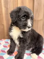 Bernie, a male Bernedoodle for sale in Orlando, FL – Photo 1 of 4
