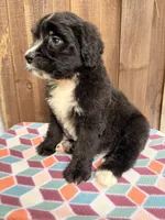 Bernie, a male Bernedoodle for sale in Orlando, FL – Photo 4 of 4