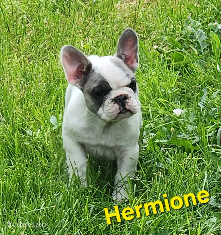 Hermione – French Bulldog puppy for sale in Grant, NE