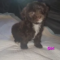 Oreo Girl, a female Poodle - Miniature  for sale in Elgin, TX – Photo 2 of 2