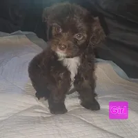 Oreo Girl, a female Poodle - Miniature  for sale in Elgin, TX – Photo 1 of 2