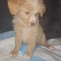 Poodle , a male Chihuahua and Poodle - Miniature  for sale in Austin, TX – Photo 2 of 5