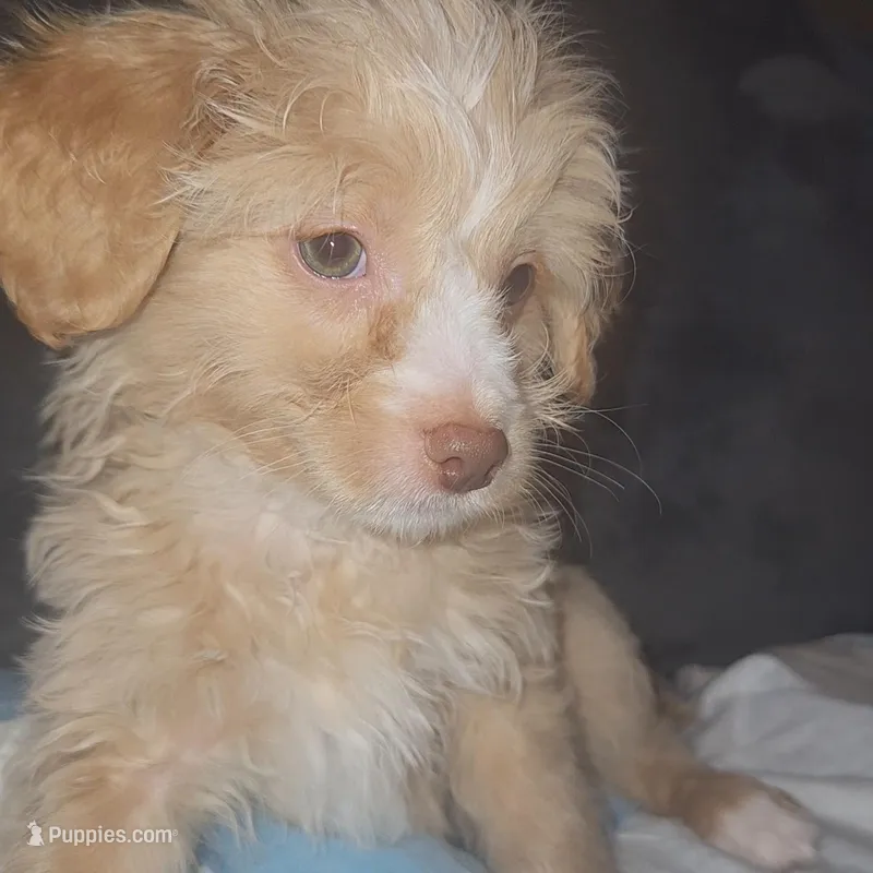 Poodle  – Chihuahua, Poodle - Miniature  puppy for sale in Austin, TX