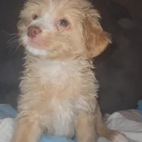 Poodle , a male Chihuahua and Poodle - Miniature  for sale in Austin, TX – Photo 4 of 5