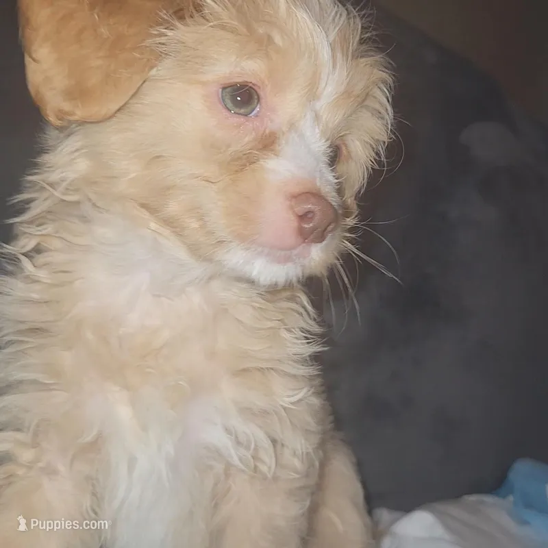 Poodle  – Chihuahua, Poodle - Miniature  puppy for sale in Austin, TX