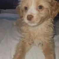 Poodle , a male Chihuahua and Poodle - Miniature  for sale in Austin, TX – Photo 3 of 5