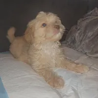 Poodle mix , a male Chihuahua and Poodle - Miniature  for sale in Austin, TX – Photo 4 of 4