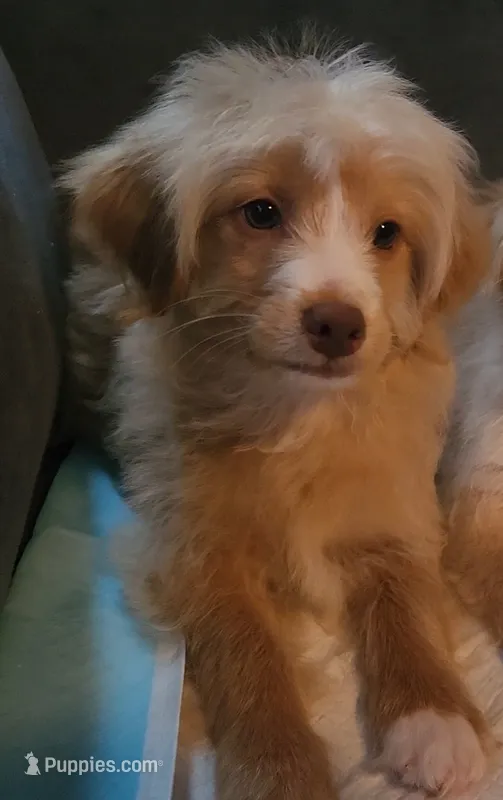 Poodle  – Chihuahua, Poodle - Miniature  puppy for sale in Austin, TX