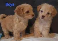 Poodle boy, a male Poodle - Miniature  for sale in Elgin, TX – Photo 2 of 3