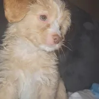 Poodle boy, a male Poodle - Miniature  and Chipoo for sale in Austin, TX – Photo 2 of 4