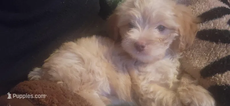 Poodle boy – Poodle - Miniature , Chipoo puppy for sale in Austin, TX