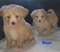 Poodle boy, a male Poodle - Miniature  for sale in Elgin, TX – Photo 3 of 3