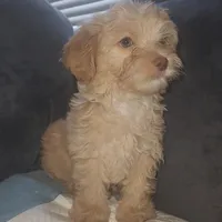 Poodle boy, a male Poodle - Miniature  and Chipoo for sale in Austin, TX – Photo 2 of 6