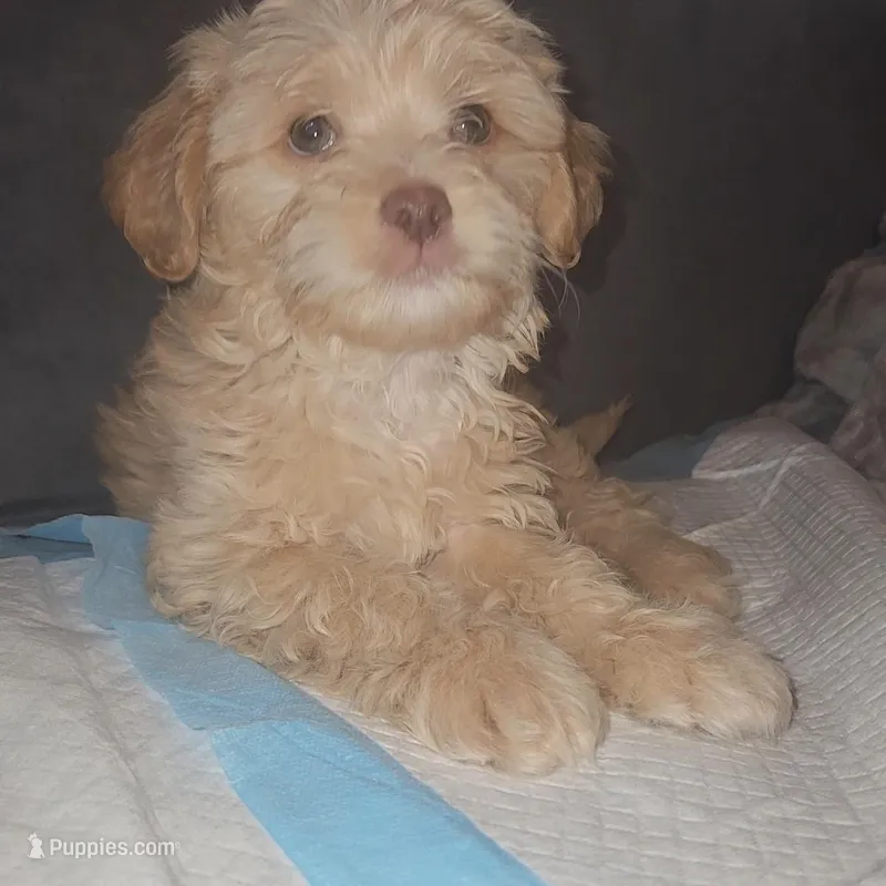 Poodle boy – Poodle - Miniature , Chipoo puppy for sale in Austin, TX