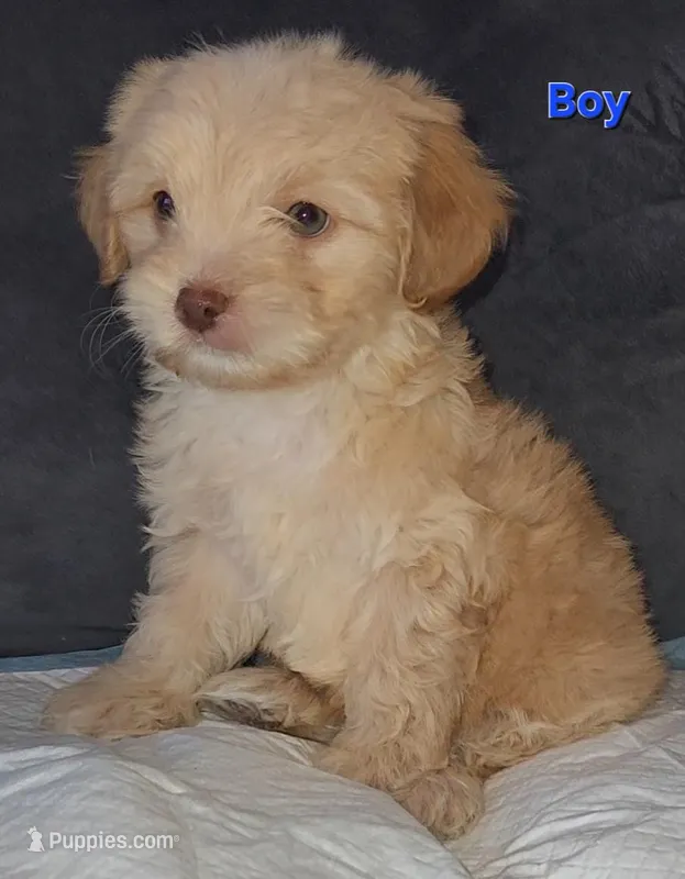 Poodle boy – Poodle - Miniature  puppy for sale in Elgin, TX