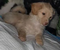 Poodle boy, a male Poodle - Miniature  and Chipoo for sale in Austin, TX – Photo 4 of 4