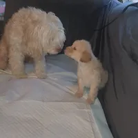Blondie girl, a female Chipoo for sale in Austin, TX – Photo 3 of 4